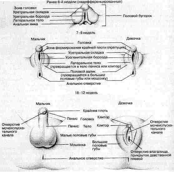 Cтадии эмбрионального развития половых органов