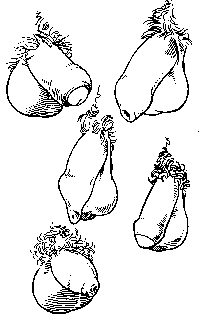 Разные формы пенисов