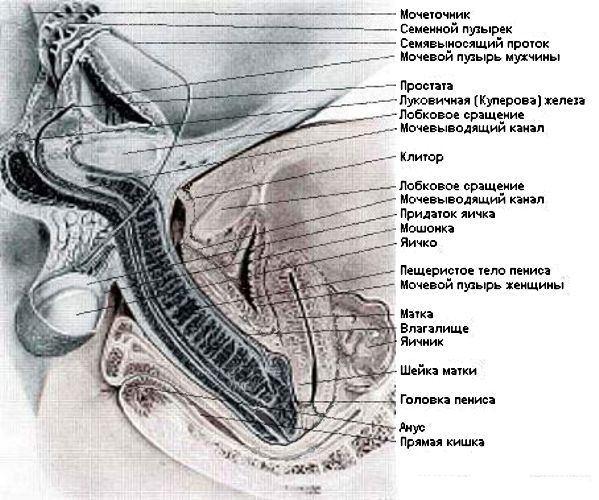 Расположение половых органов во время коитуса