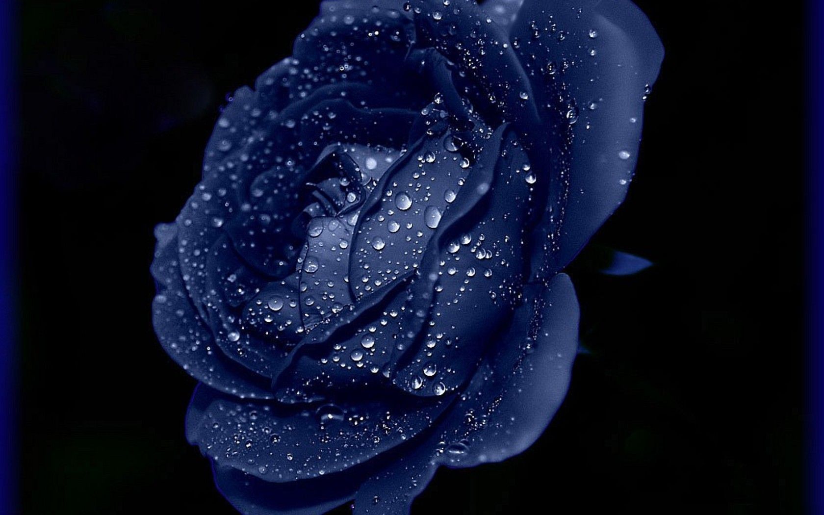 синяя роза  , обои разное