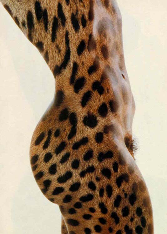 шерсть леопарда. рисунок на теле