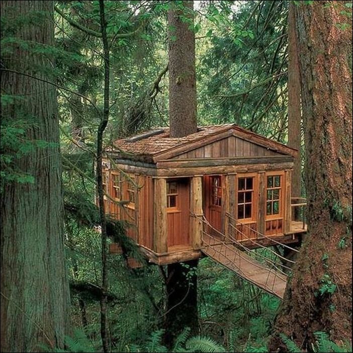 бизнес-идея строительства подвесных домиков, домик в лесу, бизнес картинка