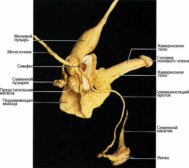 Мужские половые органы анатомия