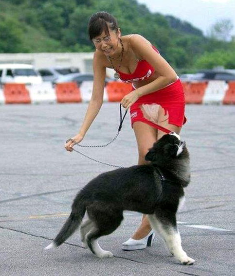 чудеса дрессировки. девушка уже без юбки гуляет с собакой. веселая картинка для взрослых