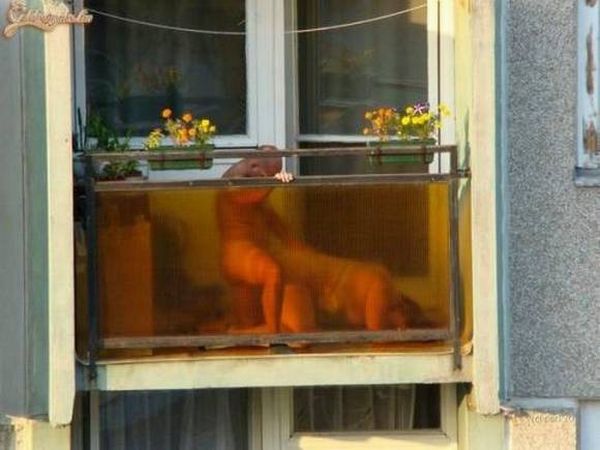 балконный секс. толстая тетка стоит на балконе в позе для собачьего секса с лысым мужиком. прикольный сексуальный комплекс