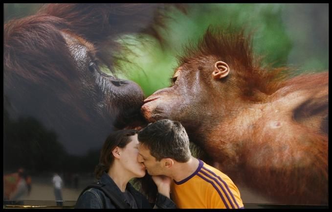 животный секс обезьян и человека. фотоприкол