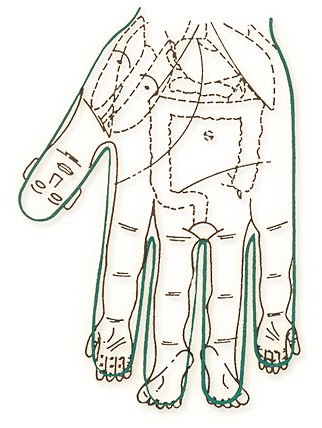 схема соответствия органов человека его ладони и пальцам в Су-Джок