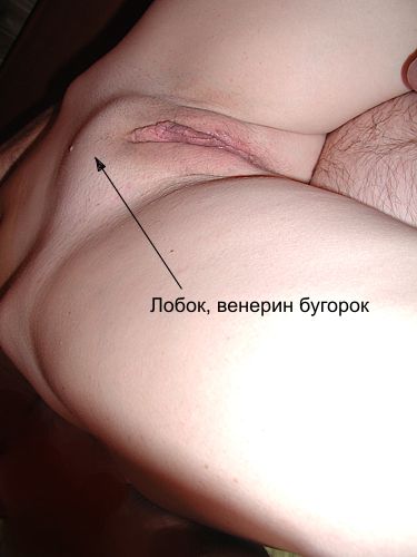 Лобок, вульва - наружные половые органы женщины.