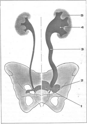 Схема половых и мочевыделительиых органов женщины