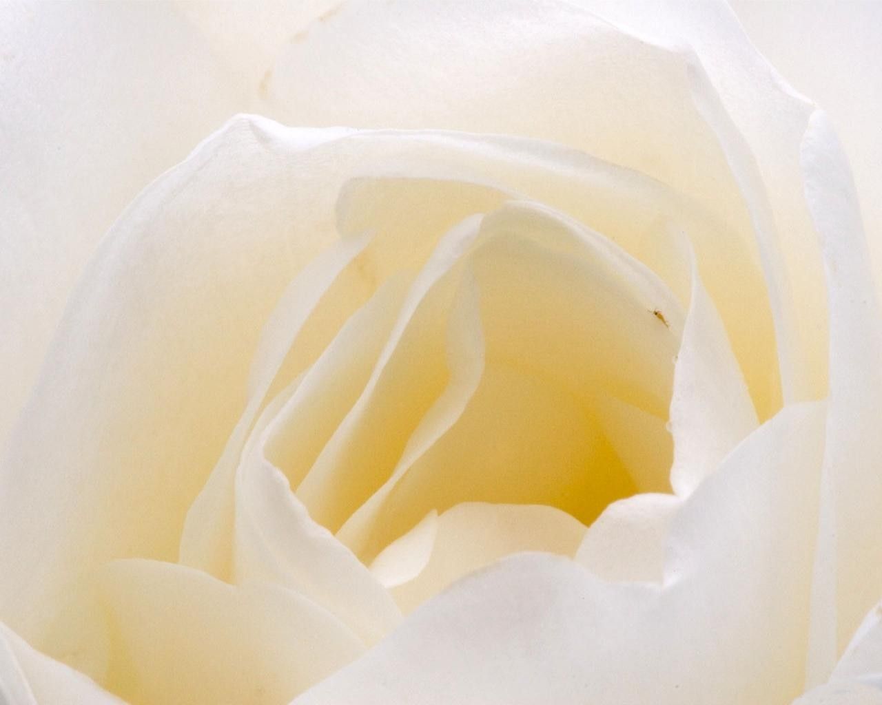белая роза, обои разное