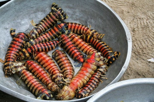 бизнес-идея по приготовлению экзотических блюд, например из тараканов, тараканы, бизнес картинка