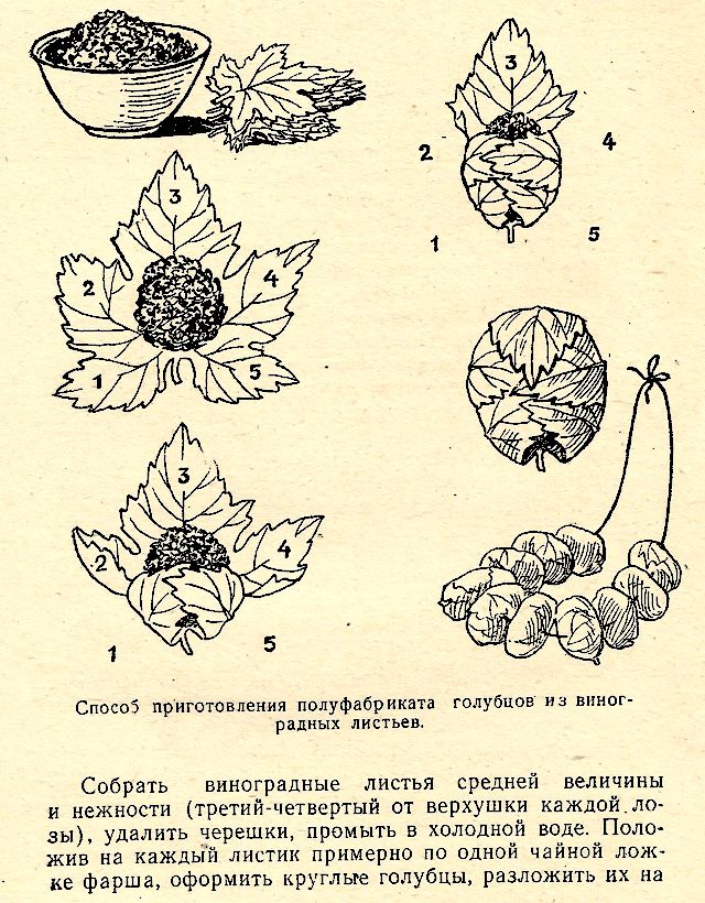 схема заворачивания начинки в виноградные листья, рисунок