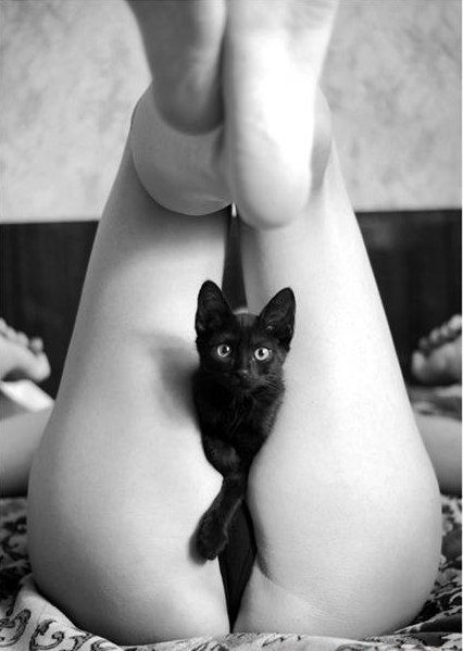 девушка с черным котом между ног.  прикольная картинка